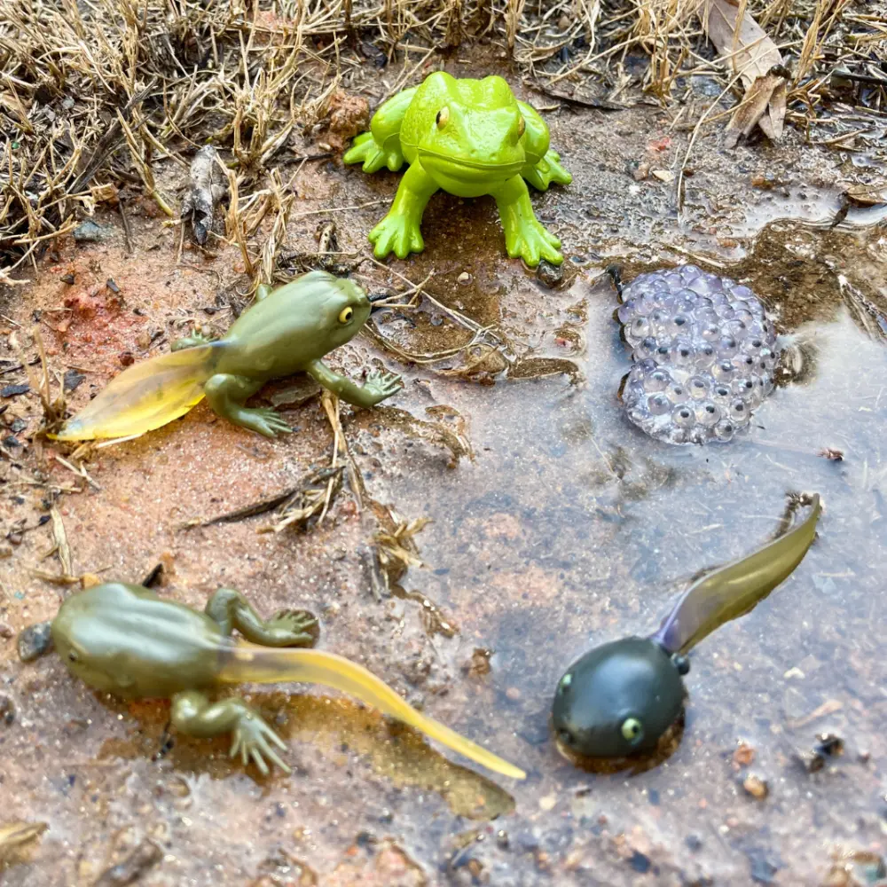 Konna eluring - Image 5