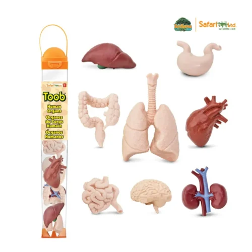 Minifiguuride komplekt "Organid"