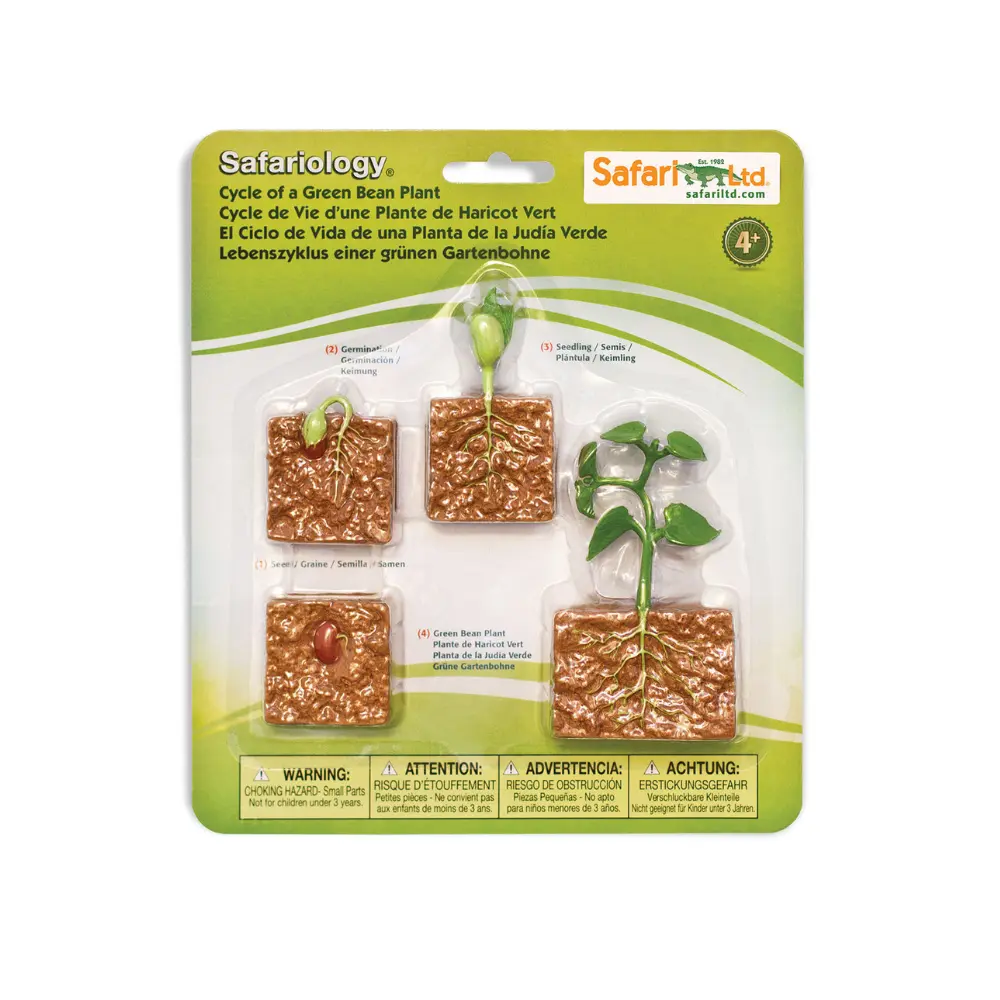 Taime elutsükkel - Image 2