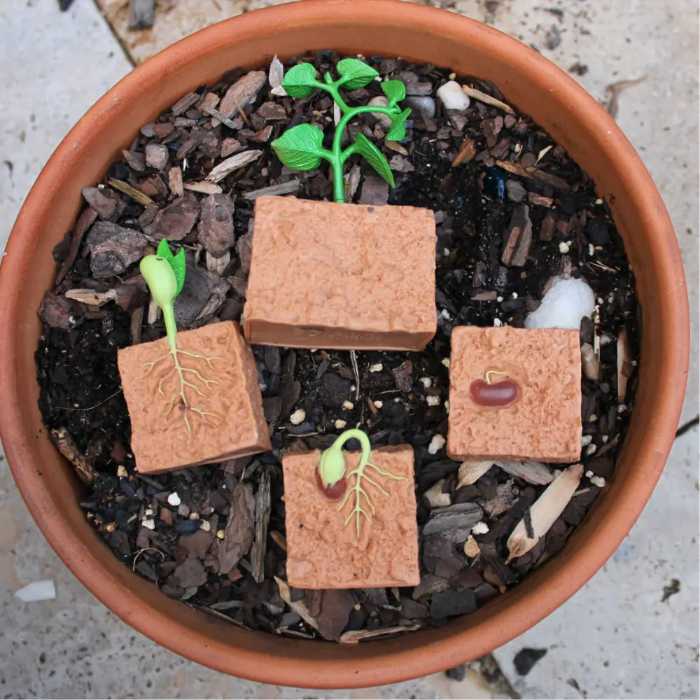 Taime elutsükkel - Image 4