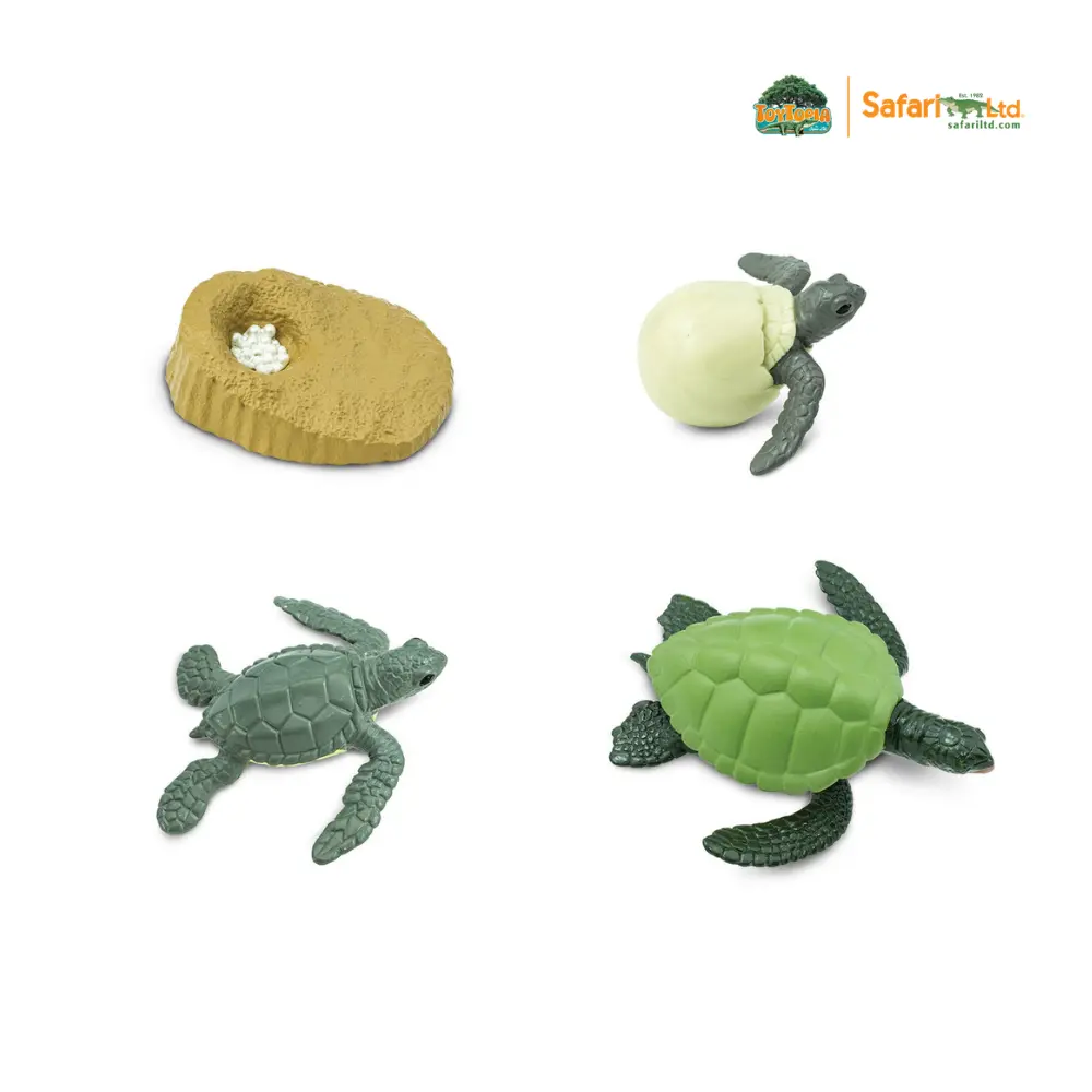 Rohelise merikilpkonna elutsükkel