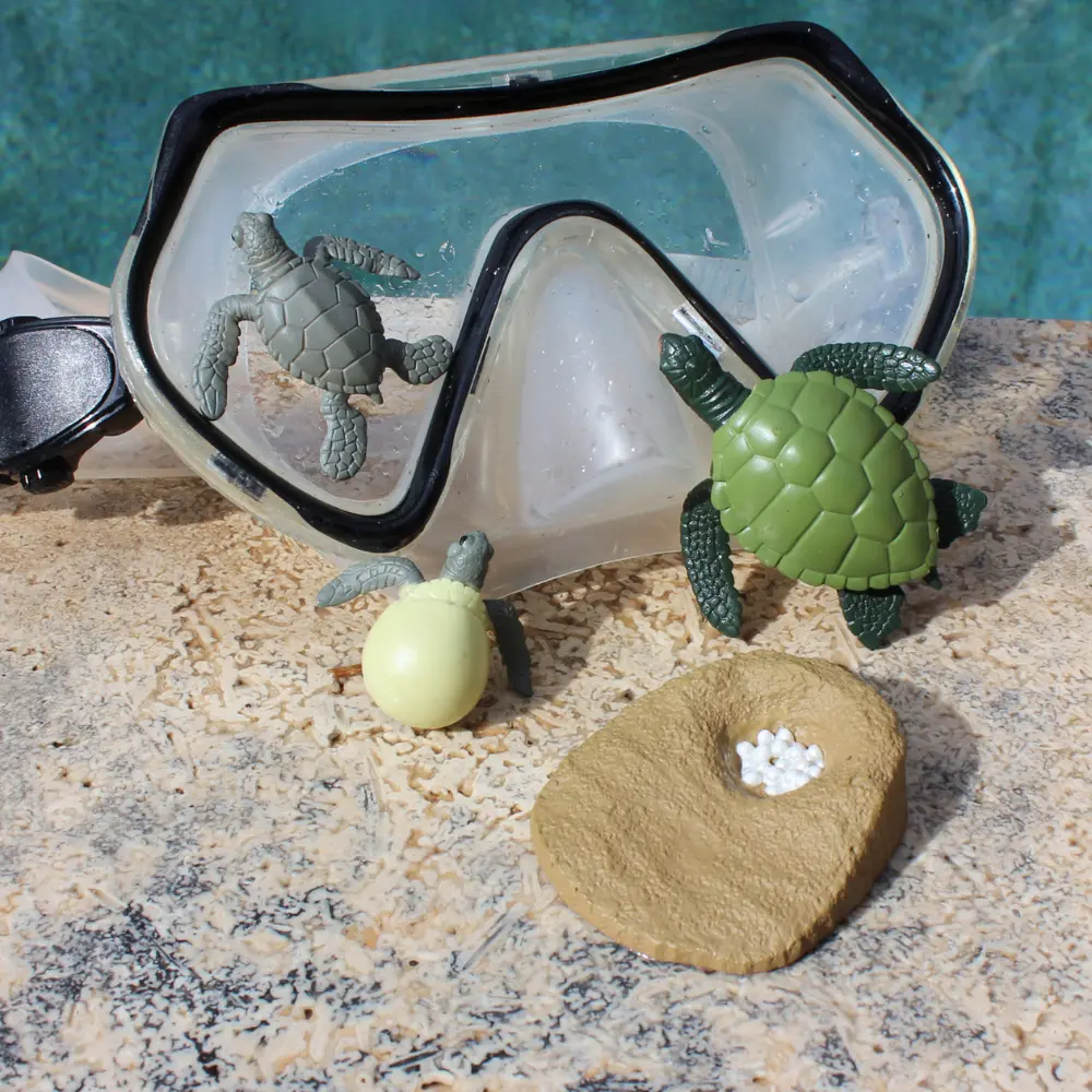 Rohelise merikilpkonna elutsükkel - Image 4