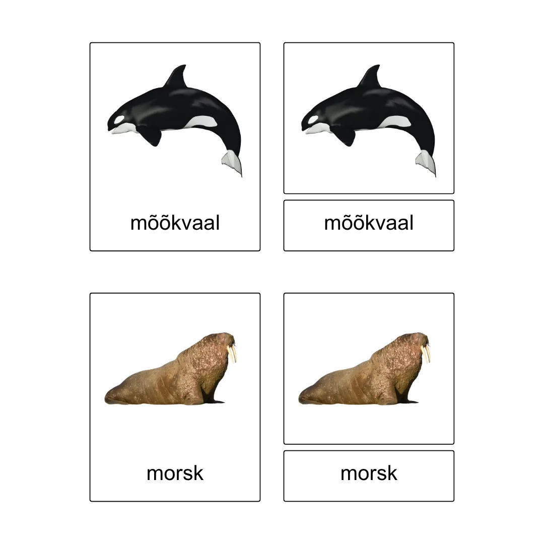 Kolmeosalised õppekaardid - Arktika loomad - Image 3