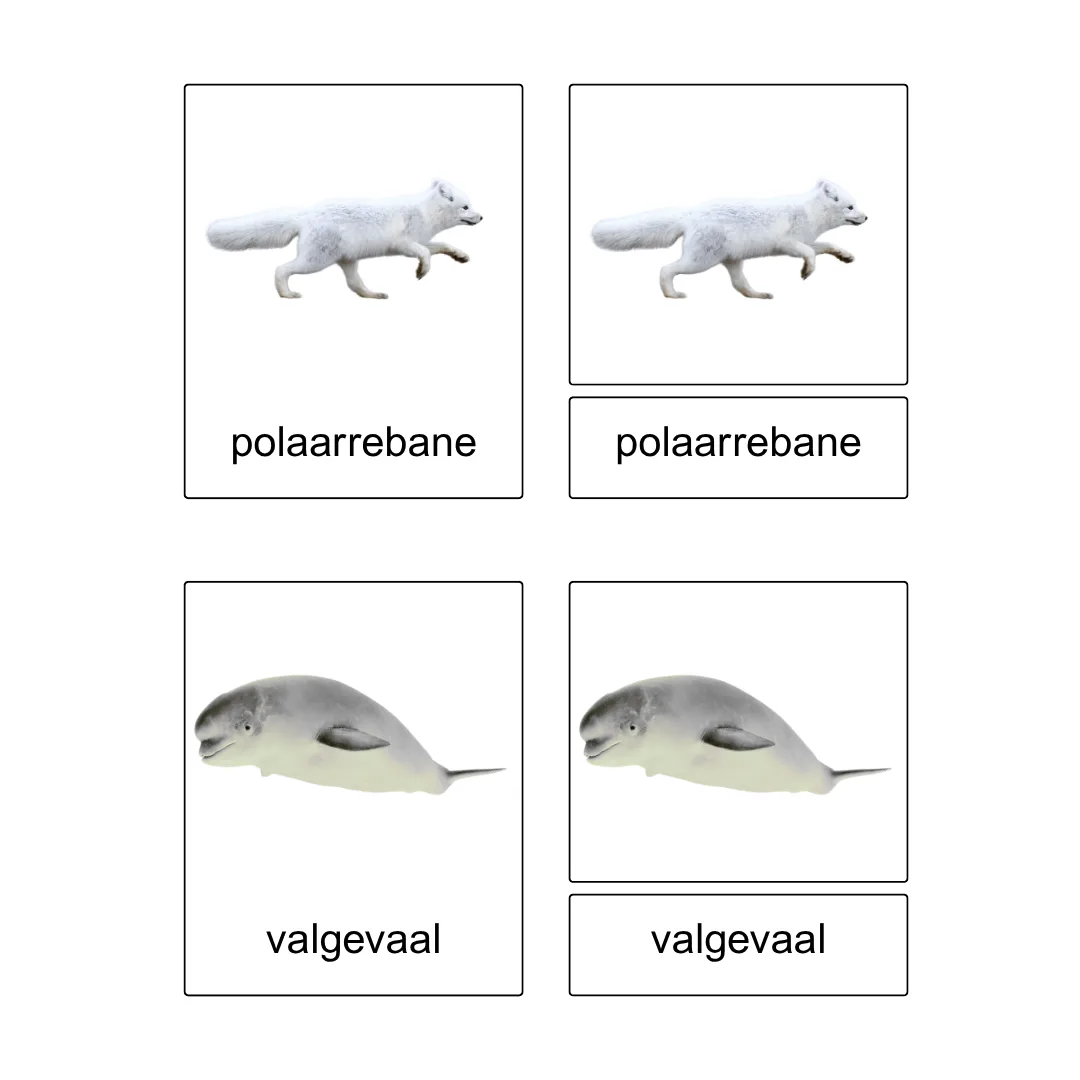 Kolmeosalised õppekaardid - Arktika loomad - Image 4