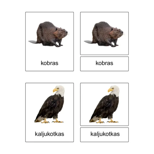 Kolmeosalised õppekaardid - Jõe äärsed loomad