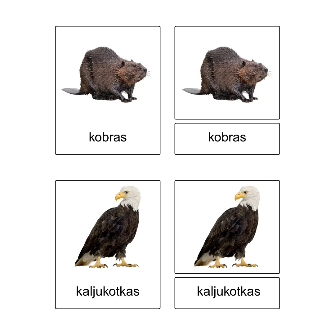 Kolmeosalised õppekaardid - Jõe äärsed loomad