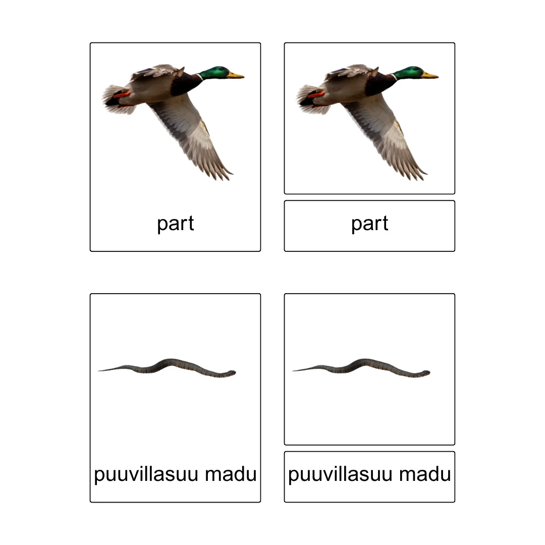 Kolmeosalised õppekaardid - Jõe äärsed loomad - Image 5