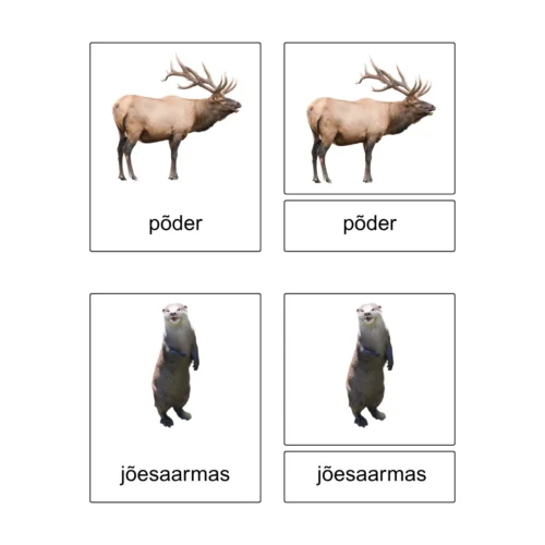 Kolmeosalised õppekaardid - Metsas