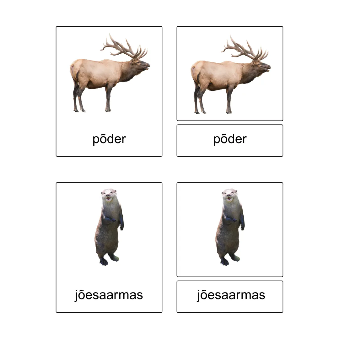 Kolmeosalised õppekaardid - Metsas