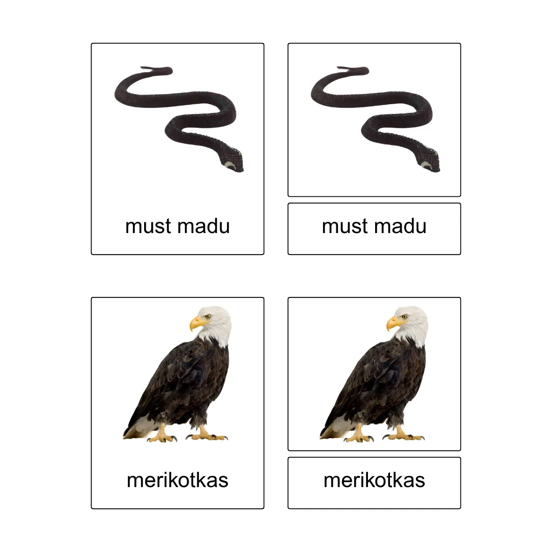 Kolmeosalised õppekaardid - Metsas - Image 3