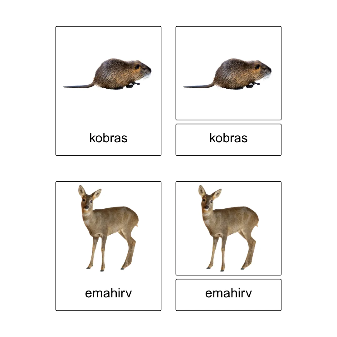 Kolmeosalised õppekaardid - Metsas - Image 4