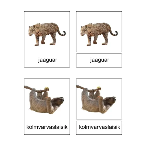 Kolmeosalised õppekaardid - Lõuna-Ameerika loomad