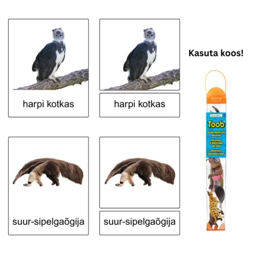 Kolmeosalised õppekaardid – Lõuna-Ameerika loomad 2